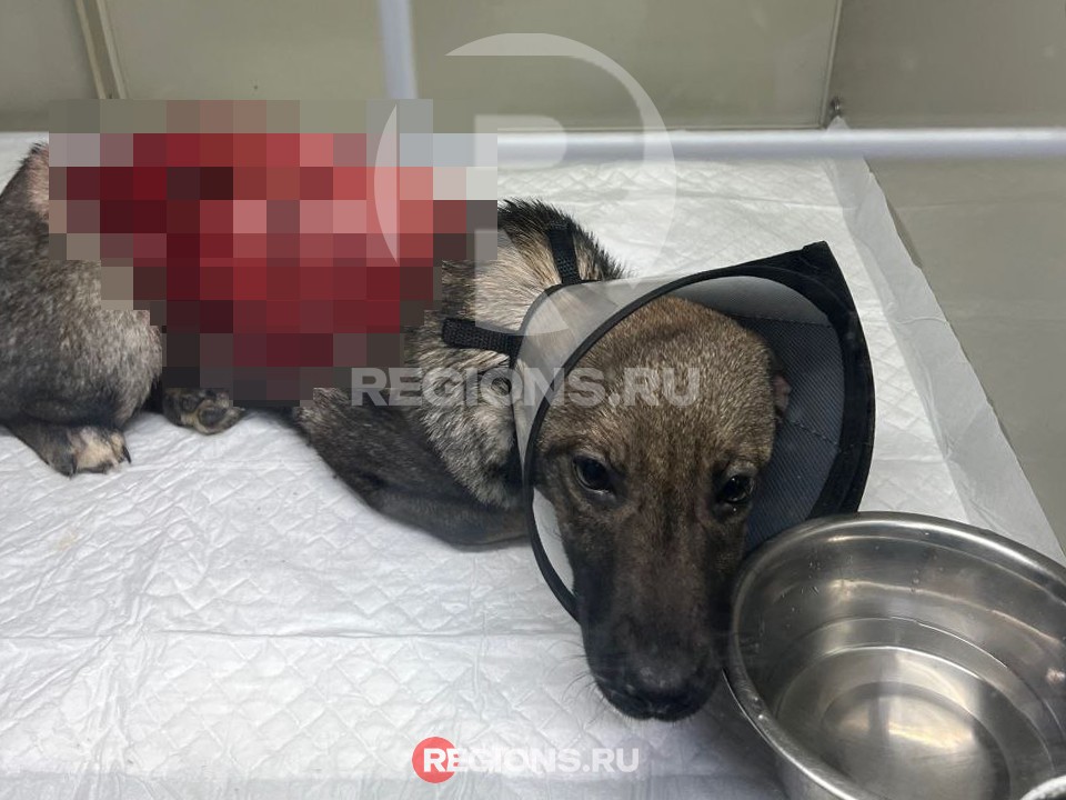 «Это не животное сделало»: полиция выясняет, кто мог изуродовать двух щенят в Клину