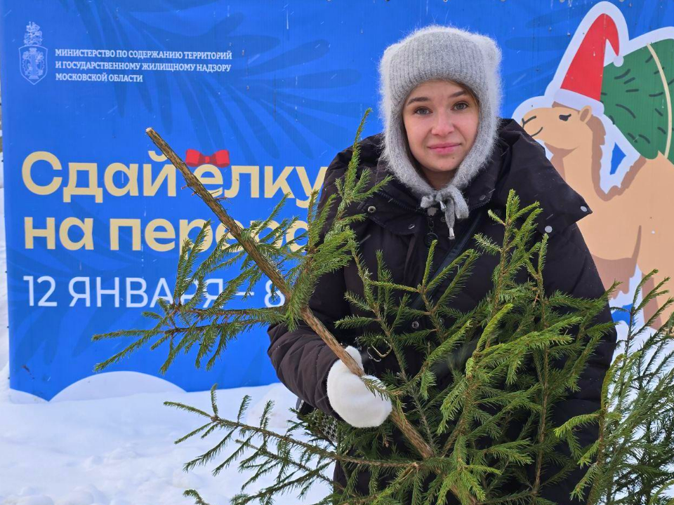 У елки есть вторая жизнь: куда отнести новогоднее дерево после праздников в Можайске