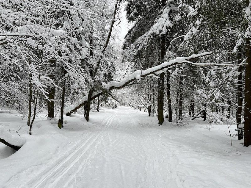 В Подмосковье объявили оранжевый уровень погодной опасности из-за метели