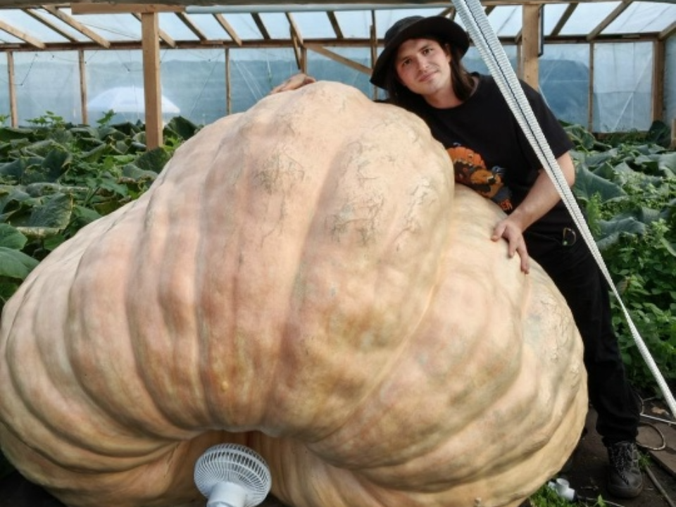 Гигантовод из Электрогорска Чусов рассылает семена тыкв в шапках-ушанках в зарубежные страны