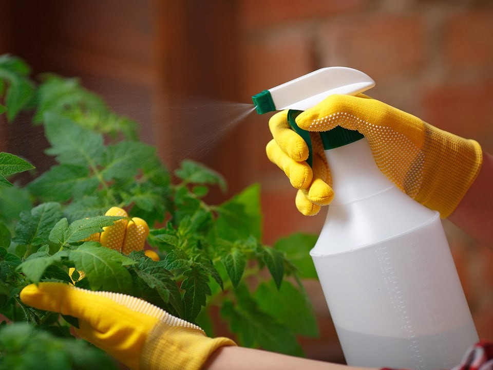 Почему не растет зелень на подоконнике: садовод назвала семь ошибок, которые допускают почти все новички