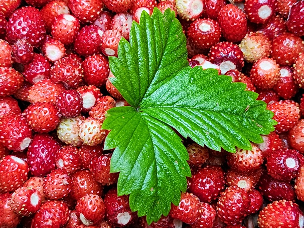 Семена земляники сажаем в снег: необычный способ посева в январе покоряет дачников