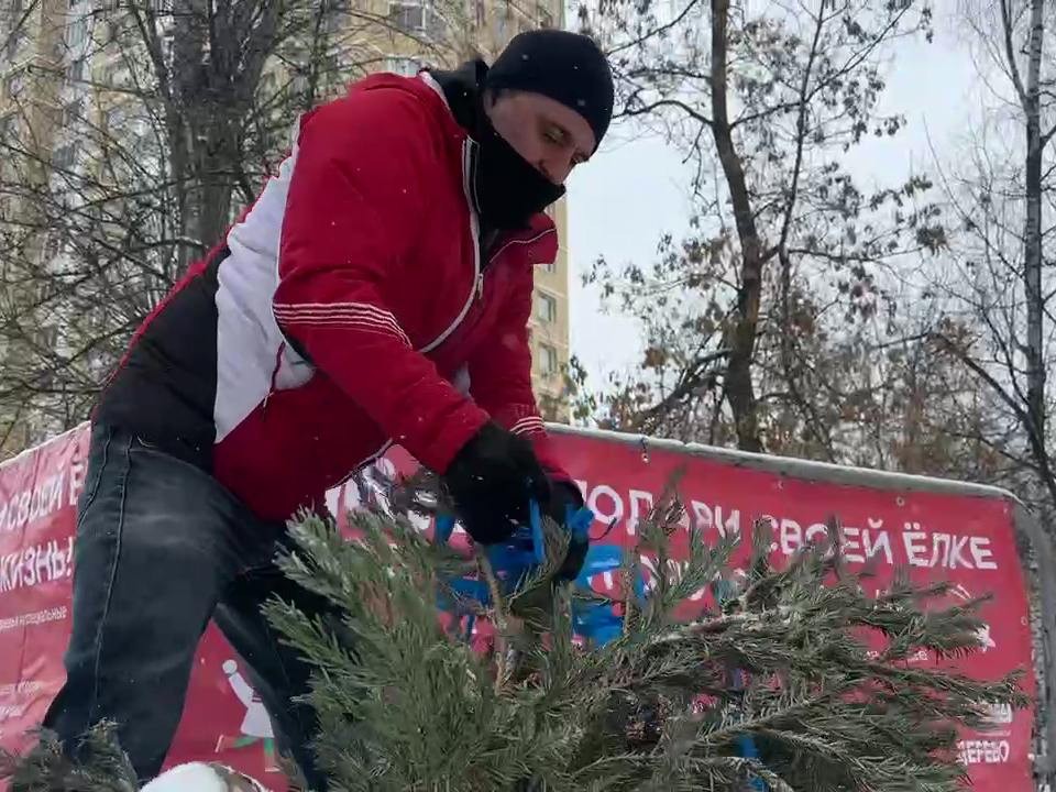 «Зеленым красавицам» — вторую жизнь! Опубликован список адресов в Талдоме, где принимают новогодние ели