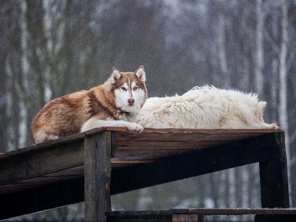 Истринцев напугали «волки»: кто поможет с отловом бродячих собак в округе