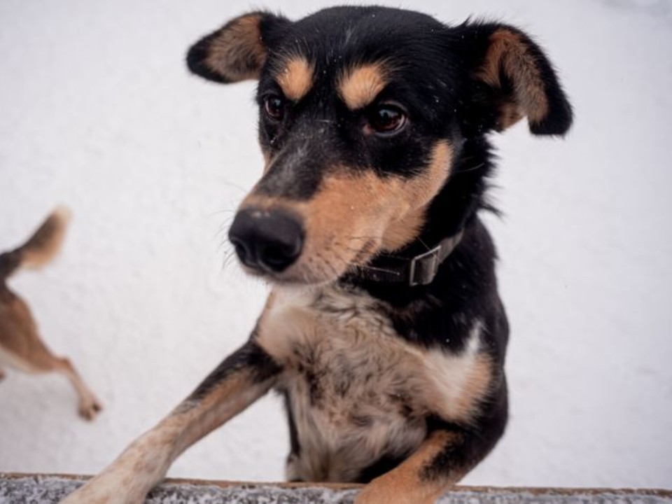 Что делать и куда звонить при встрече с бродячей собакой