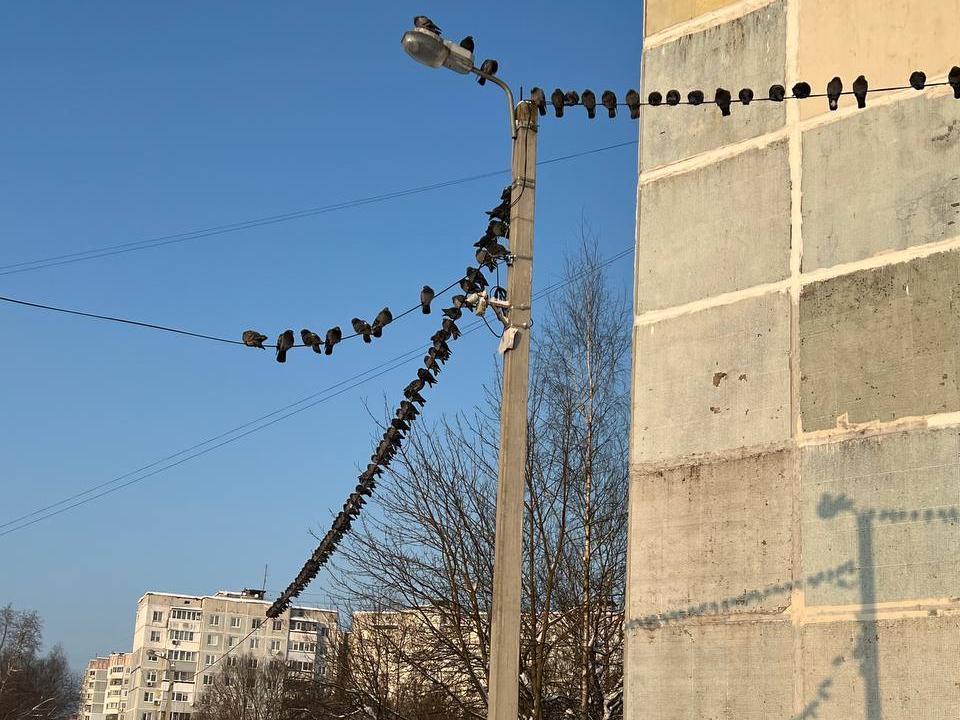 Гирлянду из ворон заметили в Наро-Фоминске. Почему птицы любят сидеть на проводах объяснил орнитолог