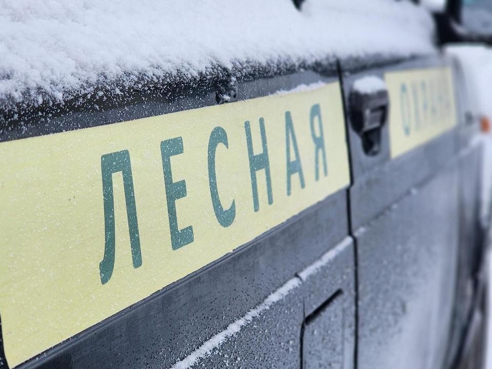 Здесь сохранят будущий лес: сеянцы сосны в Луховицах «заморозят» для предстоящей посадки