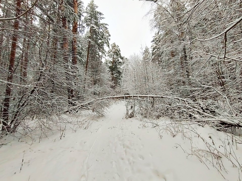 Зимний лес глазами фотографов: «Русский лес» проводит конкурс фотографий