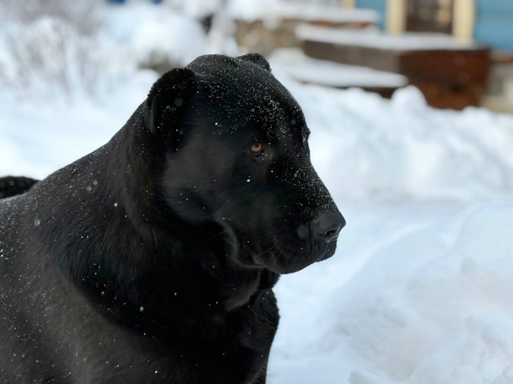 Нужна ли одежда для всех питомцев зимой: эксперт назвал категории животных, которым без нее не обойтись