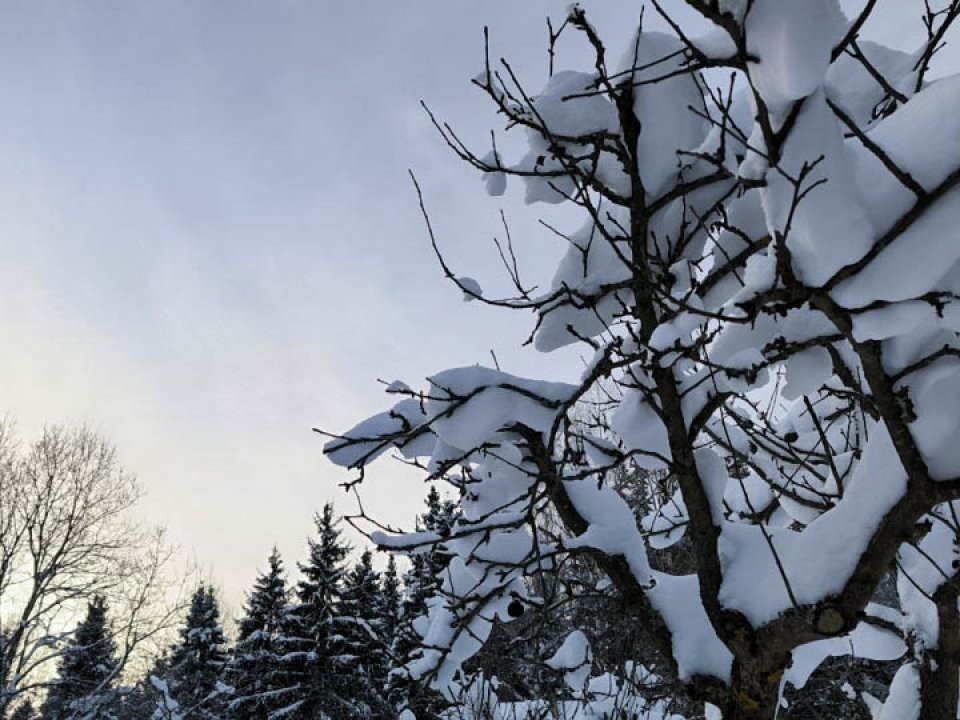 Что можно и нельзя делать 21 января в день Емельяна Исповедника