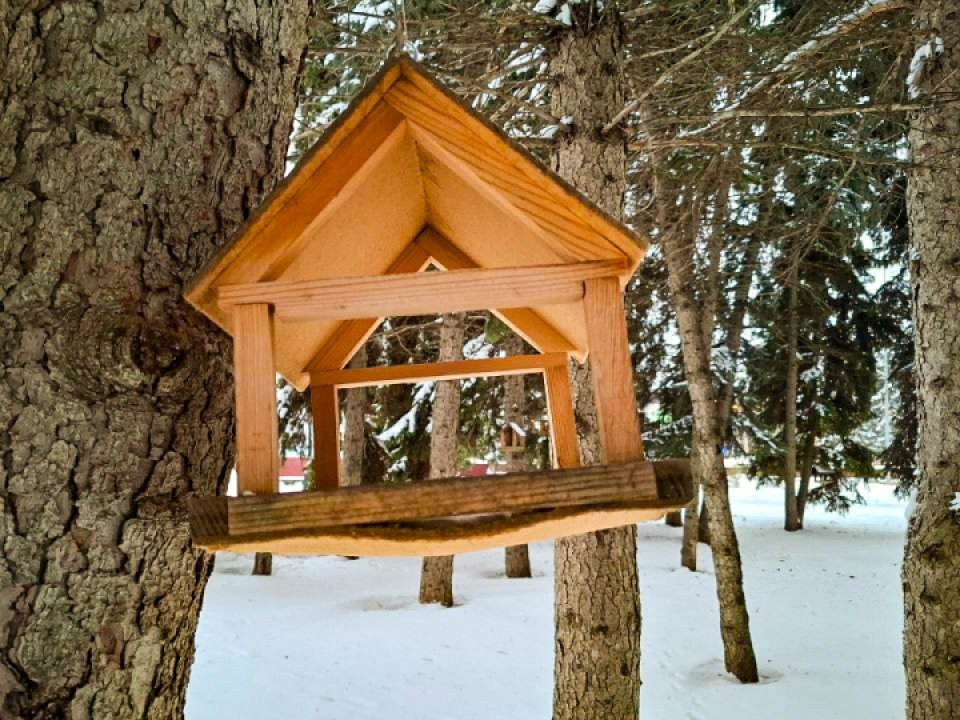 Почему нельзя кормить птиц хлебом