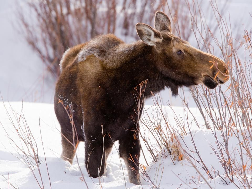 «Сохранить дистанцию»: биолог прокомментировал видео встречи человека с лосем в Красногорске