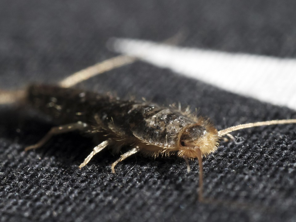 Нашествие чешуйниц в Дубне: дезинсектор рассказал, как избавиться от жутких древних жуков