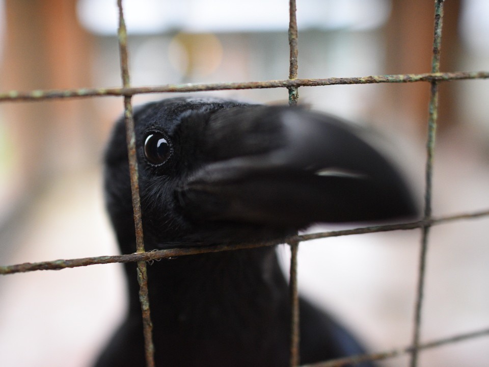 Ворон подлетает к людям в Ногинске и пытается сообщить что-то важное