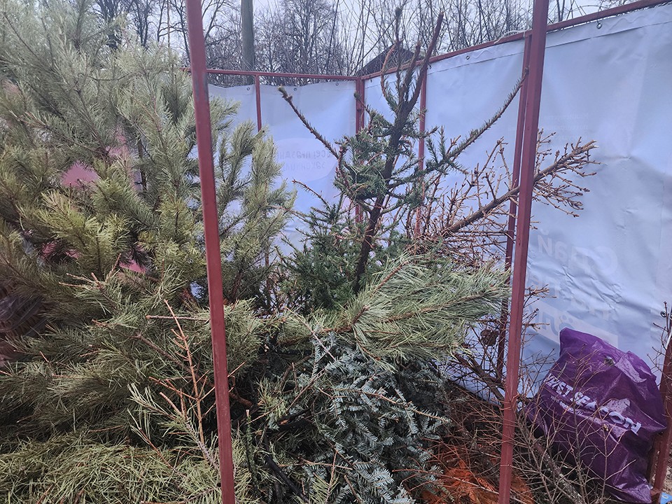 Жители Пушкино могут избавиться от ненужных новогодних елок на четырех площадках