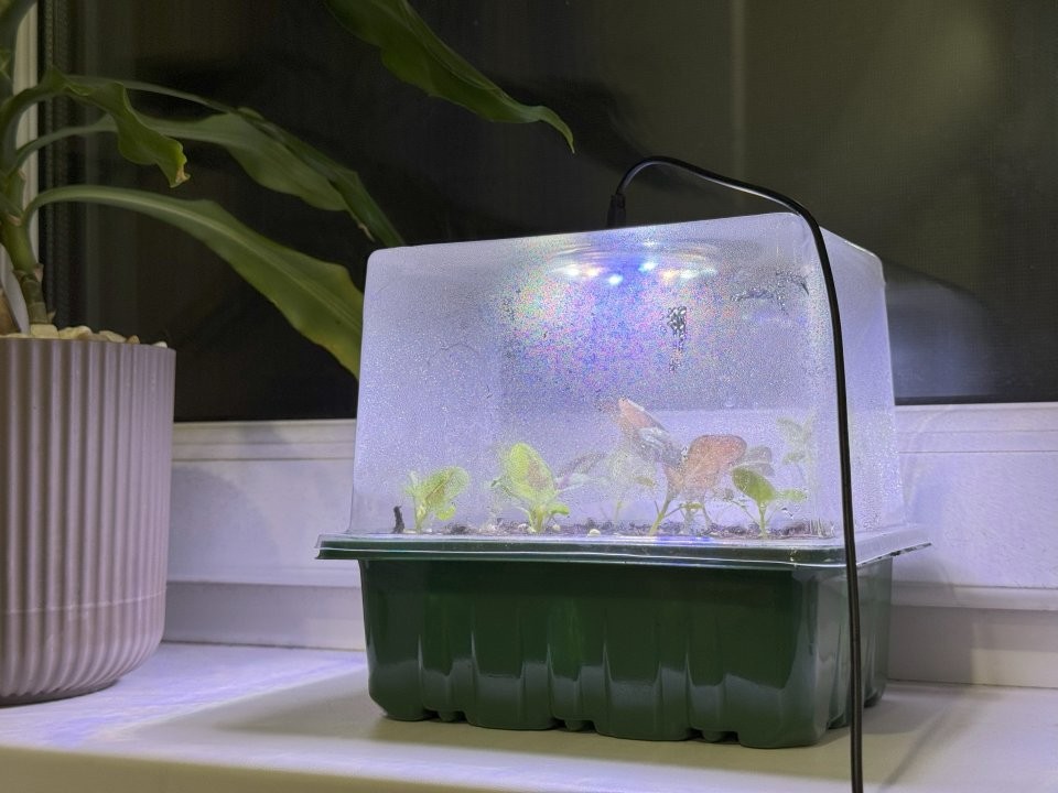 Огород на подоконнике: какие овощи реально вырастить зимой дома