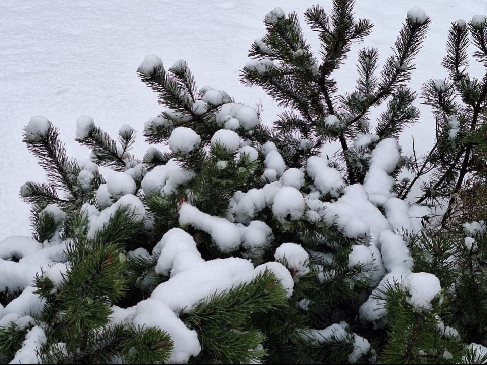 Циклон принесет снег на первую рабочую неделю: какой будет погода в Москве и области 12 января