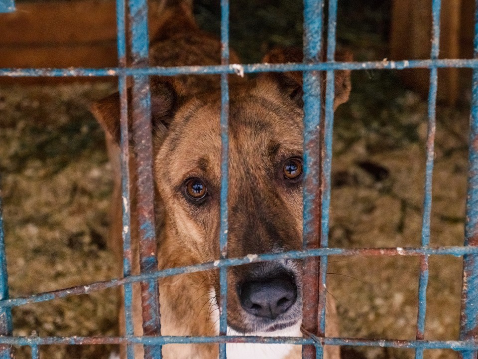 В тюрьму не посадят: какое наказание грозит владельцам и работникам «концлагеря» для собак в Раменском