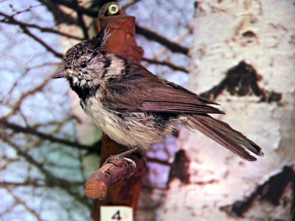 Пьяные птицы на снегу: орнитолог из Подмосковья объяснил странное поведение пернатых зимой