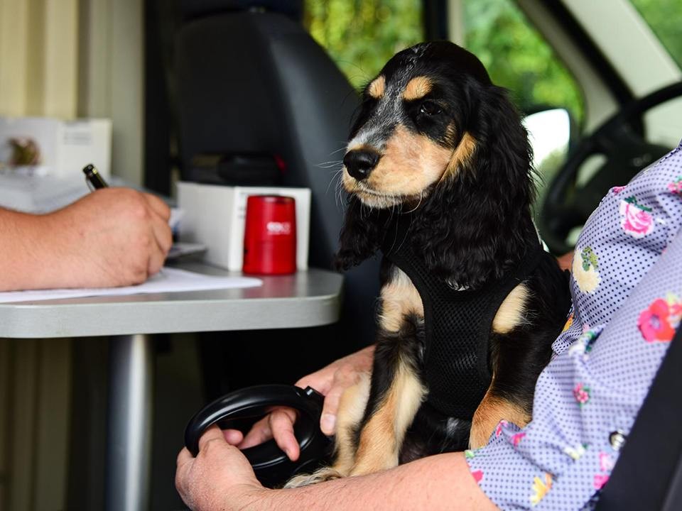 Самые больные собаки в мире: список уязвимых пород, по мнению ветеринара