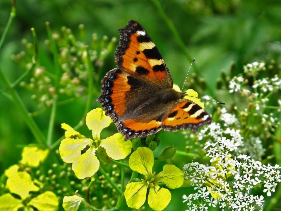 Забудьте про банальные селфи: в Одинцове показывают, как делать эпичные кадры с  подмосковными бабочками