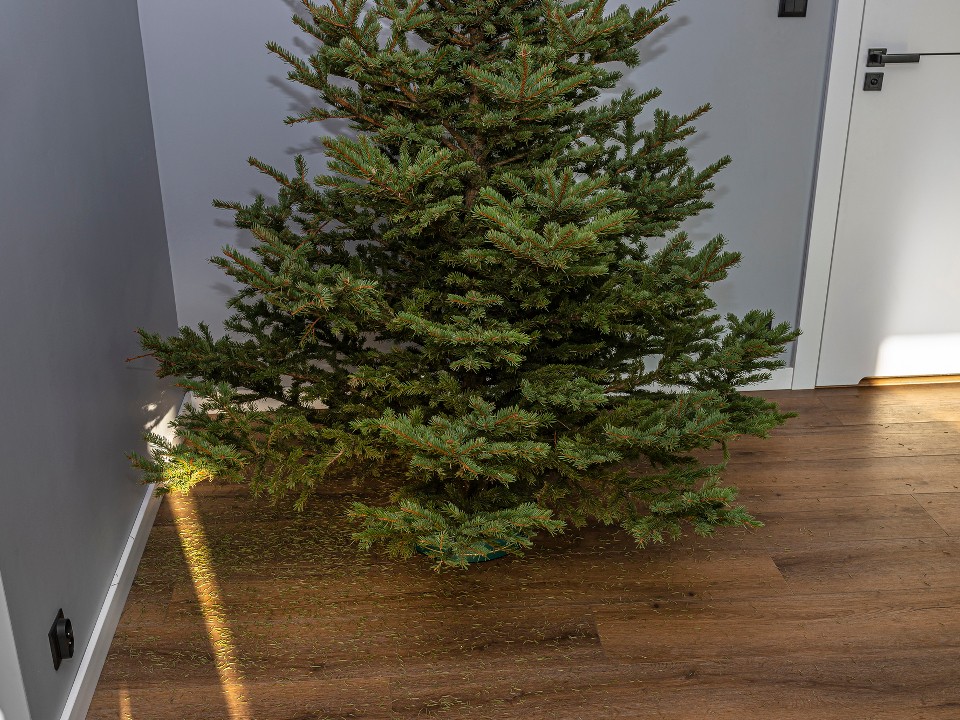 Что делать с новогодней елкой: метод, покоривший сердца дачников