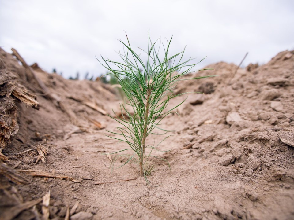 Зимний сон для будущего леса: как в Луховицах создают гигантский «холодильник» из снега для тысяч саженцев