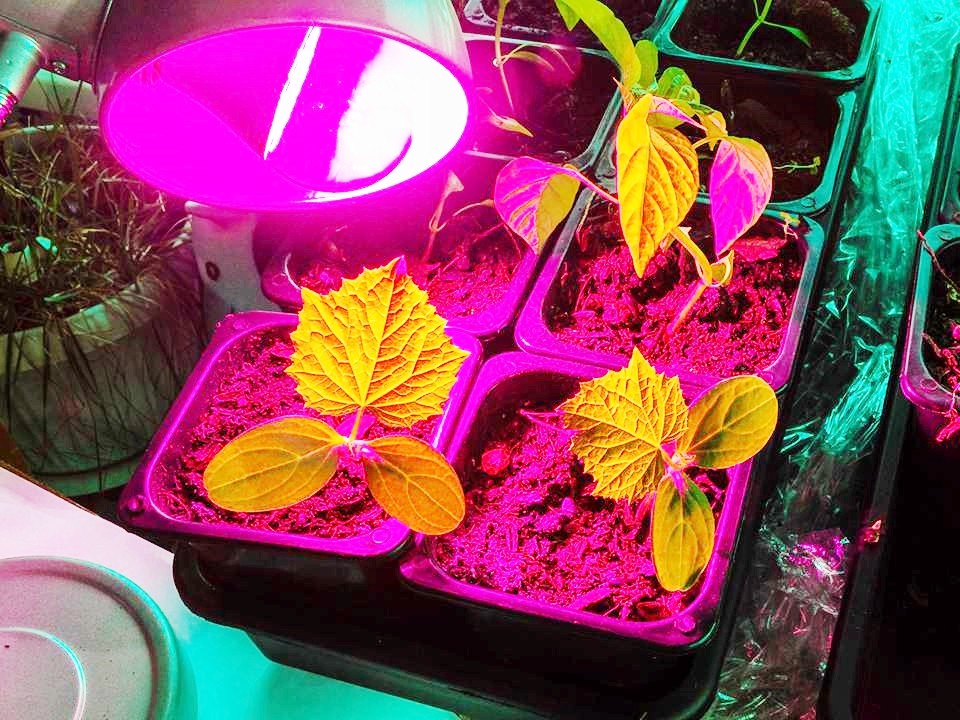 Когда январь зовет садоводов: секреты ранней рассады от эксперта Геннадия Кошкина