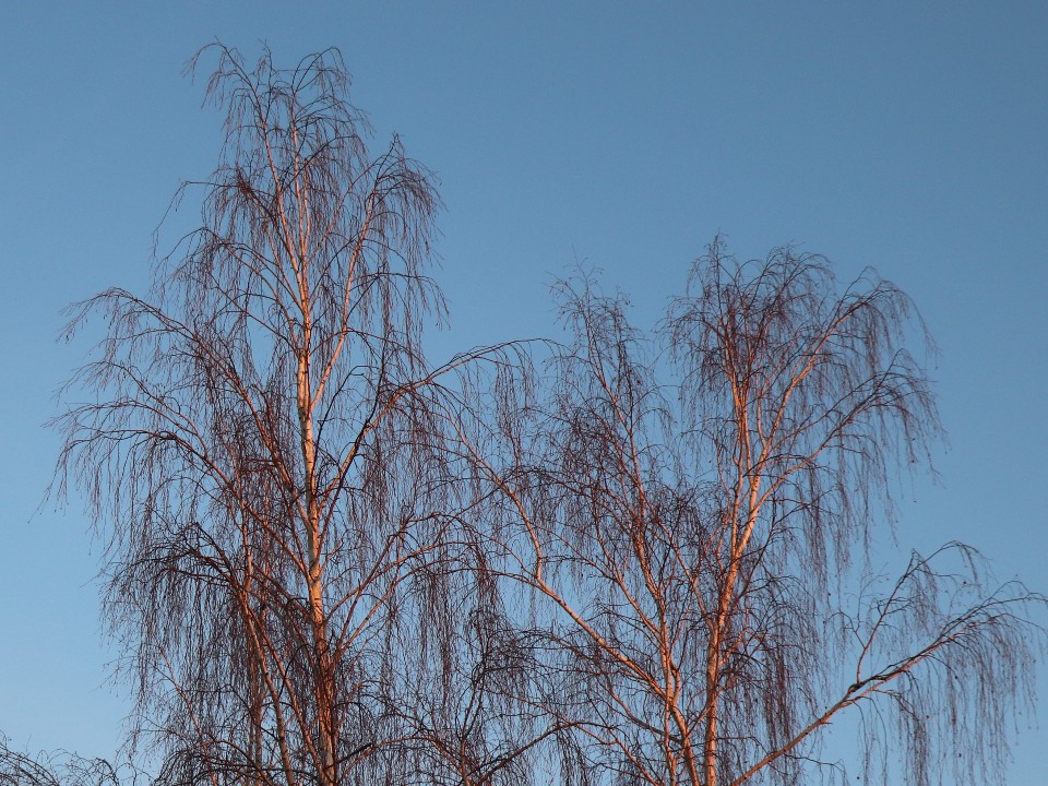 «Плачущую» березу заметили в пригороде Рузы