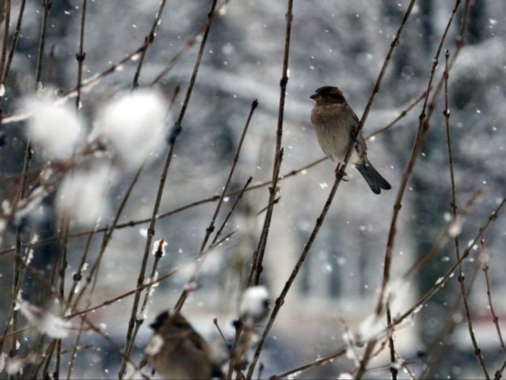 С 12 января синоптики переписали прогноз в Подмосковье: чего ждать от погоды