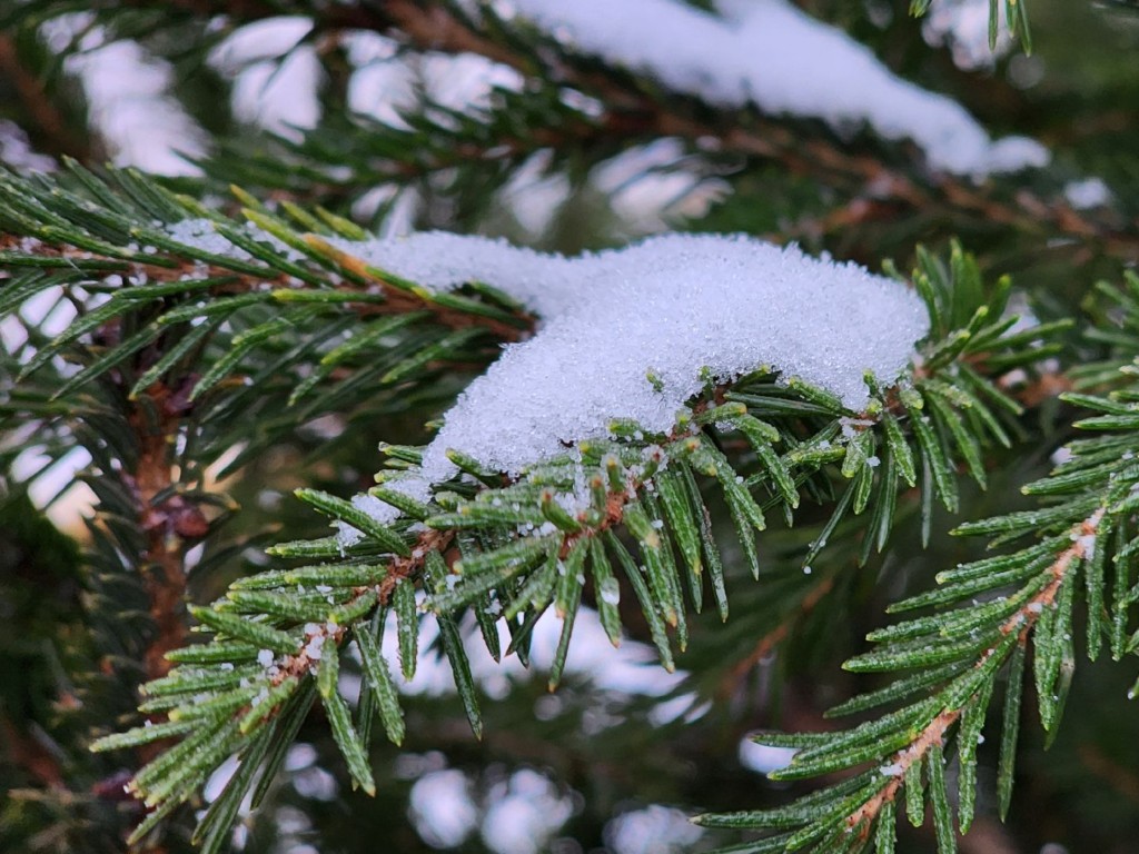Жители Шатуры и Рошаля могут сдать новогодние ели на переработку