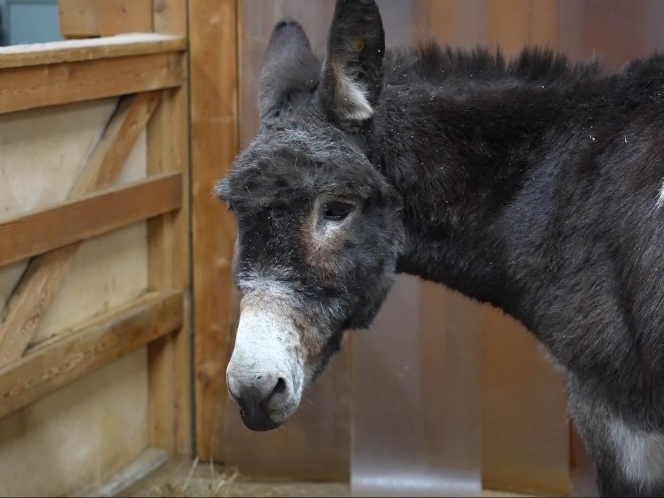 Герой с большими ушами: помогавший бойцам СВО ослик переехал в Московский зоопарк