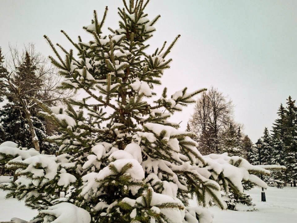 Снег накроет Москву и Подмосковье после 03:00: сколько сантиметров выпадет