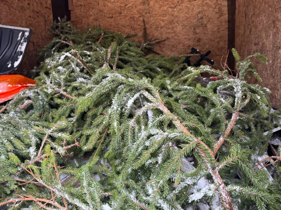 Куда сдать елку на переработку в Люберцах: список пунктов приема, работающих до 8 февраля