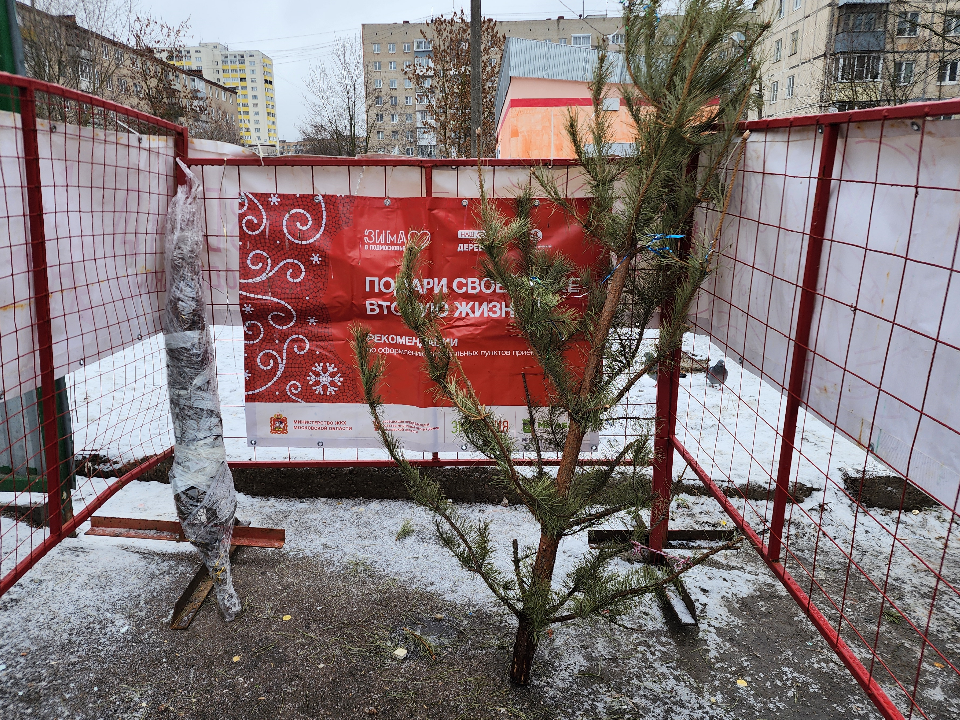 Астролог из Можайска сказала, когда убирать елку, чтобы случайно не выбросить удачу из дома