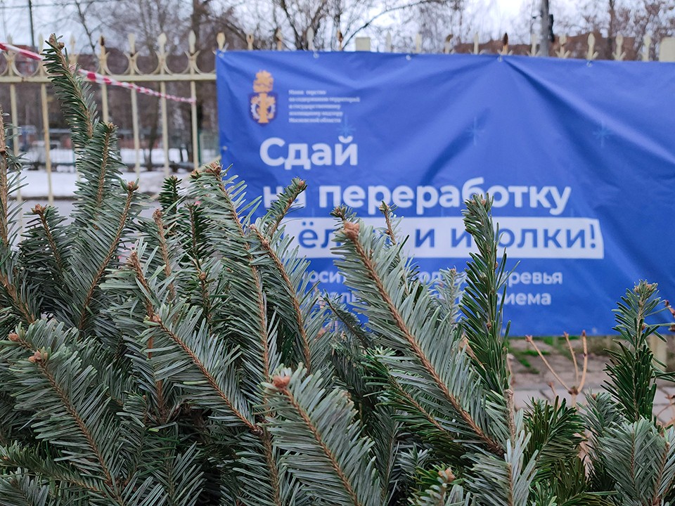 Праздники прошли: где в Мытищах без угрозы штрафа можно оставить новогоднюю ель