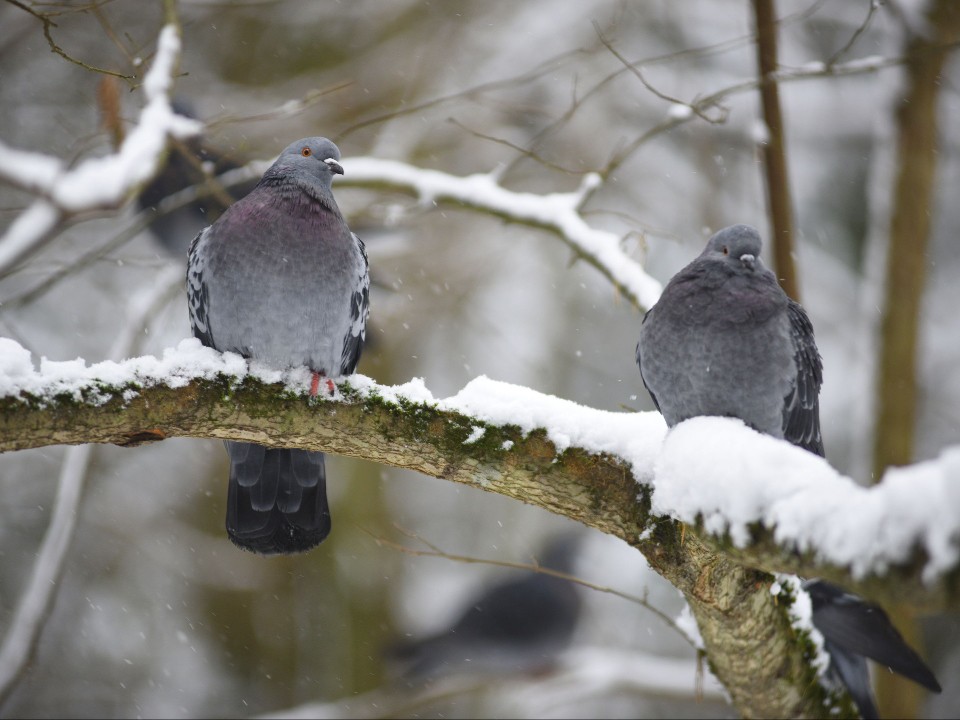 «Фрэнсис» уходит: какой будет погода в Московском регионе в последний день зимних каникул