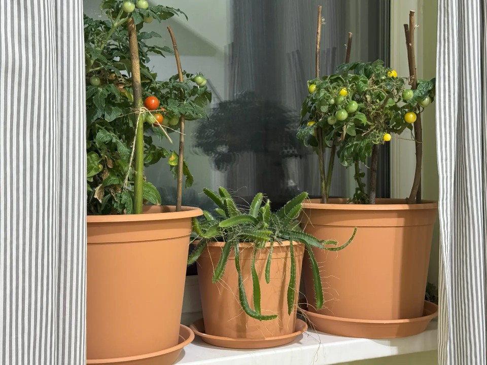 «Главная ошибка — сеять „по настроению“»: как подготовиться к дачному сезону без потерь