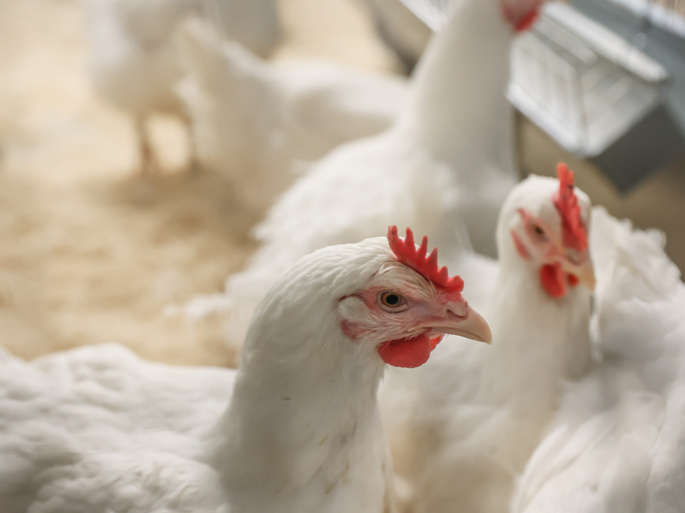 Куриный прорыв: новый комплекс в Кашире будет производить полмиллиарда яиц в год