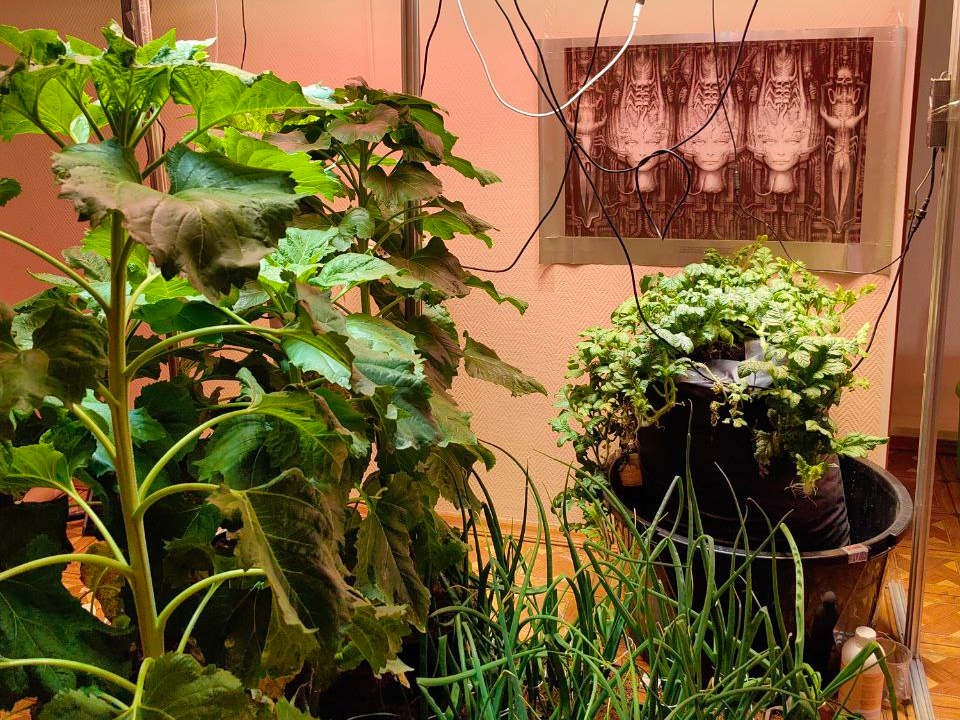 Рекордсмен из Электрогорска ищет просторную квартиру для будущего арбуза-гиганта