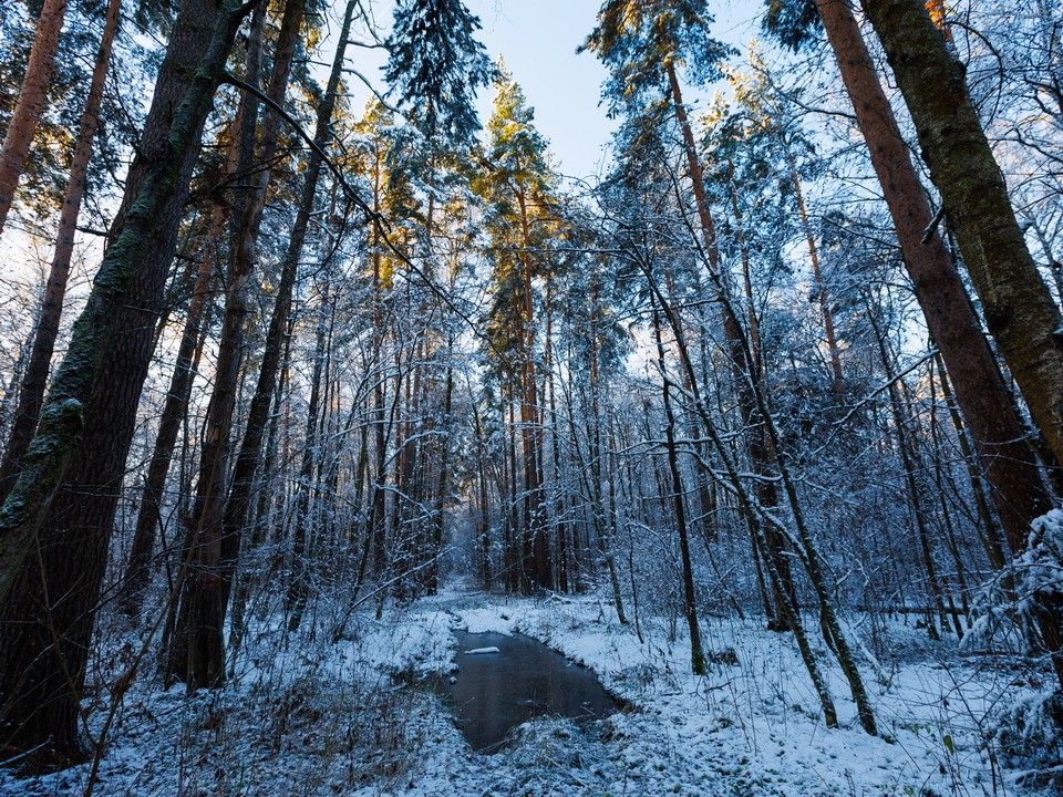 Сучкам и щепкам дали вторую жизнь в парках Богородского округа