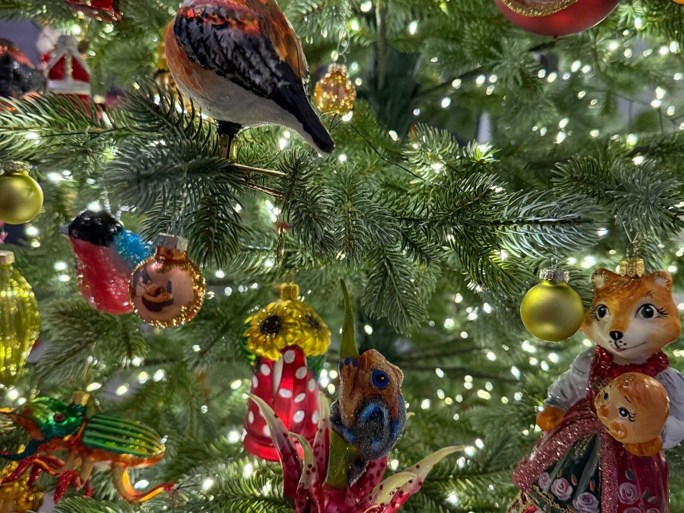 Год будет удачным: названы точные даты в январе 2026, когда нужно убирать новогоднюю елку