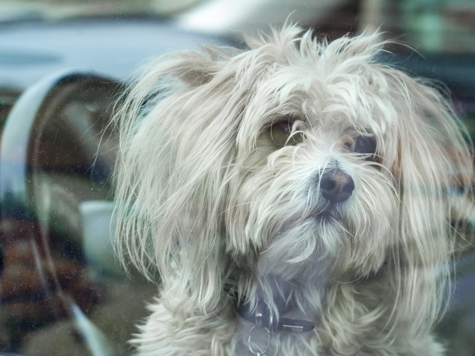 В Звенигороде собаку оставили замерзать в автомобиле