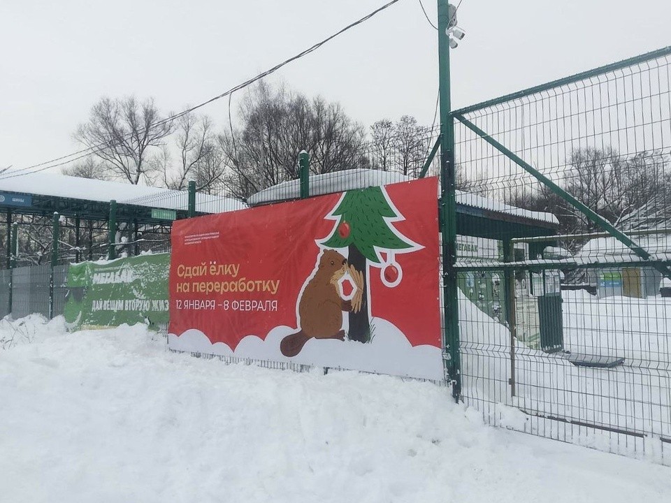 Маленькой елочке в Орехово-Зуеве дадут вторую жизнь
