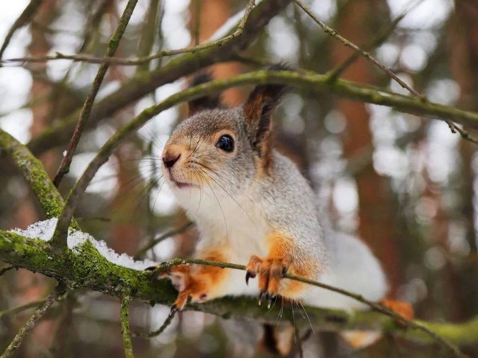 Как спасти белочку: жителей Котельников призывают помочь пушистым обитателям лесопарка
