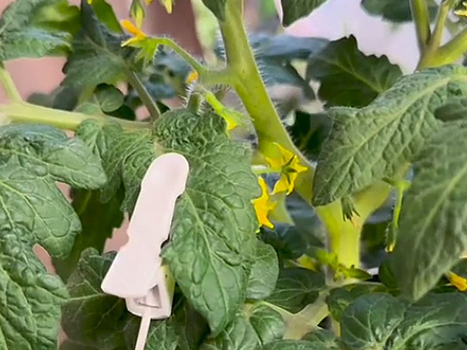 Алина Романова из Ступина снова удивляет: вслед за подсолнухом у нее запел помидор