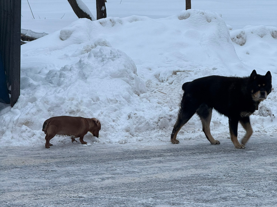 Юрист вынес вердикт, кто ответит за «звездную собачью пару» из Электрогорска