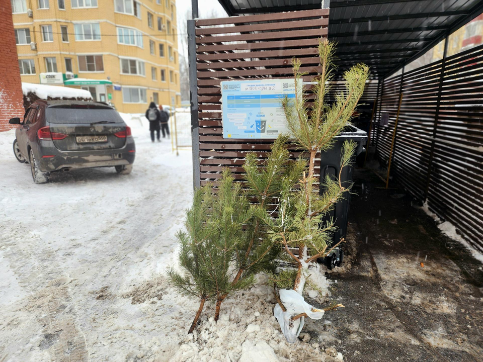 Подарить елкам вторую жизнь: в Реутове проходит экологическая акция по утилизации новогодних деревьев