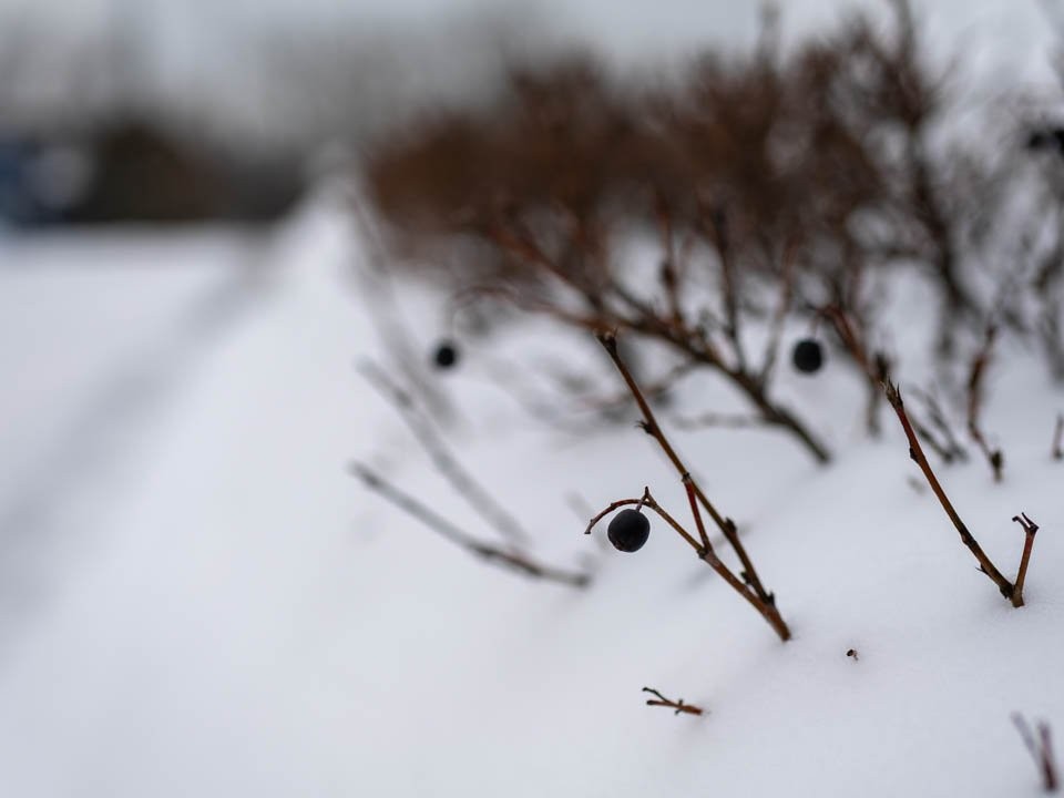Подмосковье накроет «снег-пухляк»: сугробы вырастут до полуметра — точный прогноз дал Евгений Тишковец