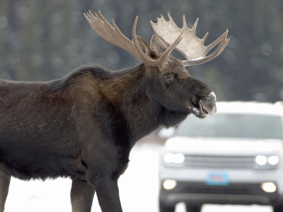 Семью лосей, перебегавших дорогу в районе Юрьева, засняли на камеру